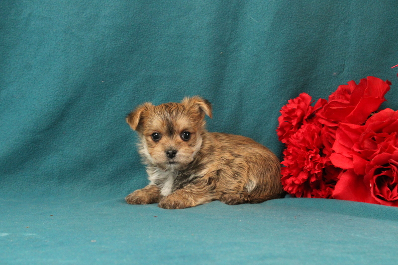 puppy, for, sale, Morkie, Matthew B. Stoltzfus, dog, breeder, Gap, PA, dog-breeder, puppy-for-sale, forsale, nearby, find, puppyfind, locator, puppylocator, aca
